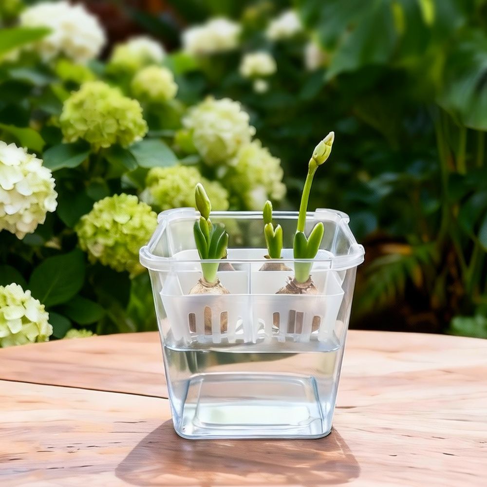 Hydroponische Vase für Tulpen- – Indoor Plants Bewertung und Preis