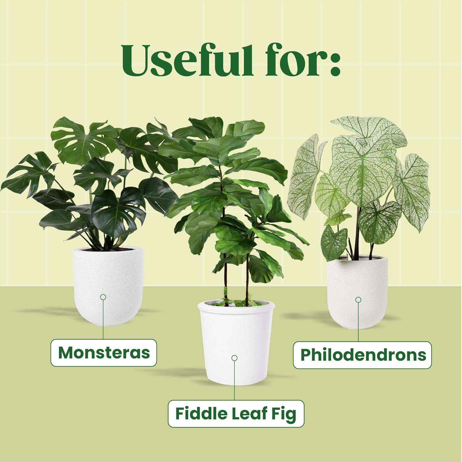 KALOYANOV Pflanzenserum N ° Ho – Fiddle Leaf Fig Bewertung und Preis
