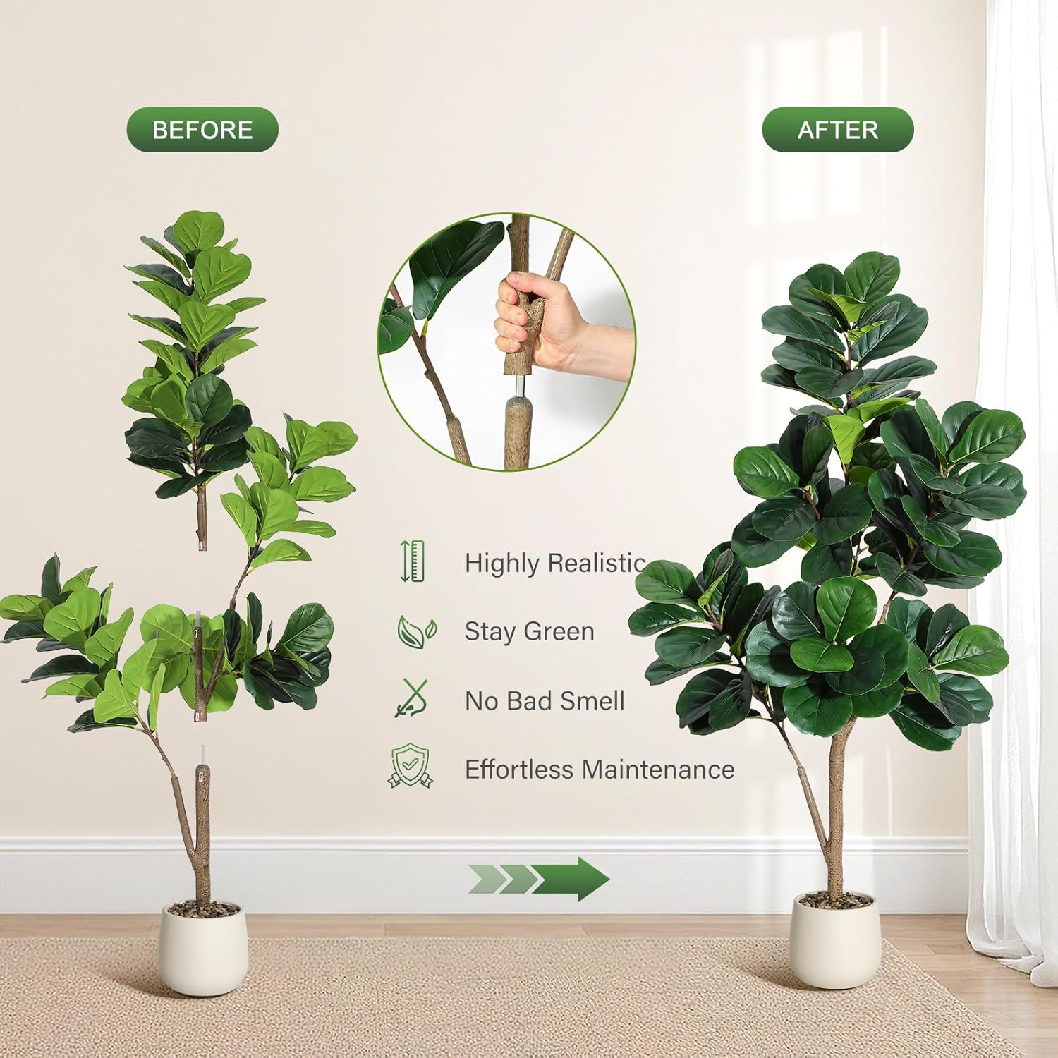 4–7 Fuß Geigenblatt-Feigenbaum – Fiddle Leaf Fig Bewertung und Preis